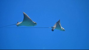 Espectáculo en el océano Pacífico: Biólogo marino capta con dron el masivo salto de mantarrayas en costas de México