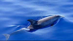 'Andaban bien tremendos': Biólogo capta las travesuras de una manada de delfines moteados en México