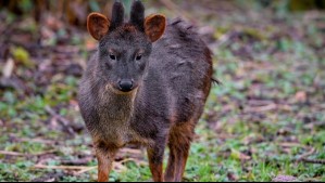 'Se ven felices': Captan en un tierno video a madre pudú y su pequeña cría en los Saltos del Río Petrohué