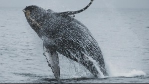 'Qué tremenda es la Patagonia': Tres ballenas jorobadas sorprenden con una coreografía natural en Magallanes