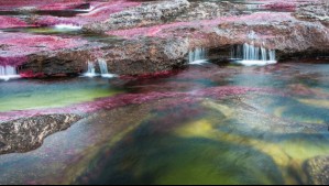 Conoce el Caño Cristales: Esto es lo que necesitas saber para visitar el famoso río de cinco colores en Colombia