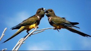 Confirman la reproducción de loros tricahue en el Parque Nacional Río Clarillo: 'Rondarán las nogaladas y campos'