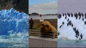 Registros captados desde el sur de Chile: Chapuzón de pingüinos, elefante marino y el desprendimiento de un glaciar