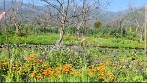 'Mayor producción y calidad': Estudio revela la importancia de insectos nativos en huertos frutales de la zona central