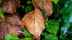 Adiós a las hojas marrones y secas: Descubre cómo recuperar el verde de tus plantas