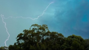Este fenómeno luminoso ocurre en los bosques de Chile con cada tormenta eléctrica: Es invisible a los ojos