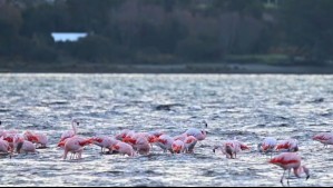'Pronto pintarán de rosa intenso los humedales': Registran primera bandada de flamencos del año en Chiloé