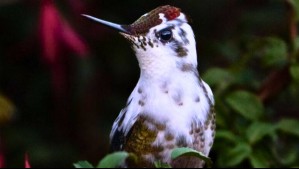 'Afortunadísimo, rarísimo, especial y fugaz': Registran en fotografías a un singular picaflor chico de plumas blancas