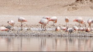 Cuentan más de 1.000 polluelos de flamencos en este humedal salar: 'Un registro poco común de ver'