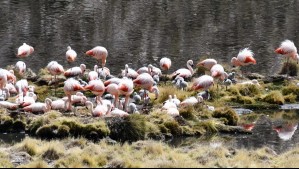 100 polluelos de flamencos en fotos: Captan nidos en este parque nacional por primera vez en más de 30 años