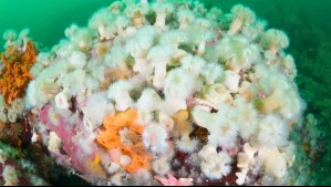 Alertan por la proliferación de anémona plumosa en la Patagonia: La especie invasora 'apareció en casi todos los sitios'