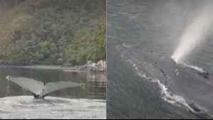 Ballenas sorprenden en el extremo sur de Chile: Seguidores de Megatiempo comparten estos avistamientos