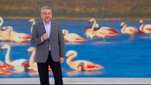 'Una postal hermosísima': Captan en video una bandada de flamencos chilenos en Tierra del Fuego