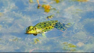 Centinelas de la naturaleza: ¿Por qué es esencial proteger a los anfibios?
