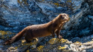 'Una de las peores amenazas biológicas': Capturan a ejemplar de visón en la Isla Grande de Chiloé