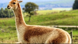 'La belleza de la vida en el altiplano': Captan los primeros pasos de una vicuña en el Salar de Surire