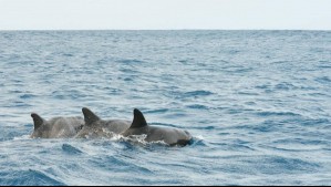 El emocionante registro de toninas chilenas en canales de Puerto Natales: Especie que se considera 'casi amenazada'