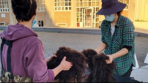 Trabajo lleno de cultura y tradición: Así es la cosecha de pelillo en las costas de Chiloé