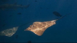 ¿Son venenosas? Lo que debes saber sobre las rayas águila que habitan en la costa de Valparaíso