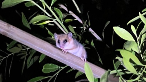 CONAF confirma presencia del monito del monte en el Parque Nacional Queulat: 'Un indicador de salud ecosistémica'