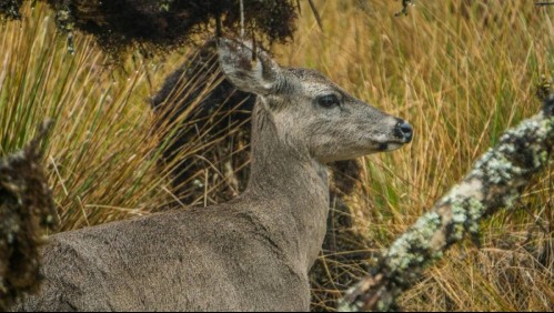 'Lento por la fauna': Advierten cruces inesperados de huemules en la Carretera Austral por temporada de celo