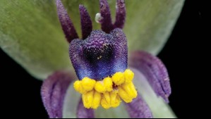 Hallazgo de la Universidad de Chile: Descubren cuatro nuevas especies de plantas en regiones de la zona central