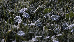 'Heladas locales' en el sur: Jaime Leyton detalla en qué regiones podrían registrar temperaturas bajo cero