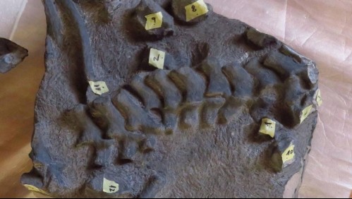 Hito paleontológico: Científicos descubren la primera especie nueva de plesiosaurio en Chile con 170 millones de años