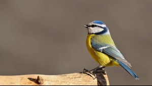 Herrerillos comunes incorporan colillas de cigarrillos en sus nidos: Estudio revela los efectos de este hábito