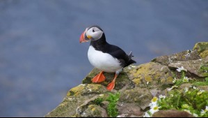 Tradición en Islandia: ¿Por qué los ciudadanos lanzan a crías de frailecillos atlánticos desde acantilados?