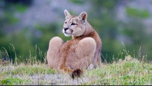 Registro de especial relevancia: Captan a una puma con sus dos cachorros en el Parque Nacional Nahuelbuta