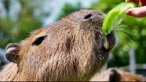 Capibaras en Chile: Hallazgo revela que habitaron en esta comuna hace más de 4 millones de años
