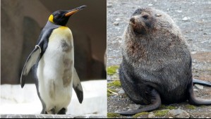 'Su población se reducirá a la mitad': Pingüino emperador y lobo marino antártico se convierten en especies 'en peligro'