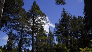 Alerces y hongos son clave en la mitigación del cambio climático: Retienen el principal gas de efecto invernadero