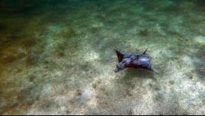 'Puede alterar la dinámica de los ecosistemas': Estudio proyecta desplazamiento de raya volantín por cambio climático