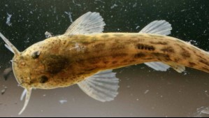 Un 'fósil viviente' en peligro: Encuentran al ejemplar más grande de bagre nativo en el río Maipo