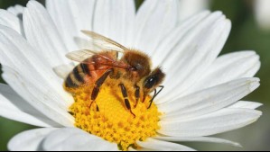 Avances en apicultura: Investigadores chilenos crean un suplemento de hongo que refuerza el sistema inmune de las abejas