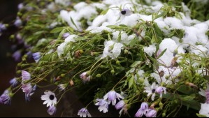 Nieve y temperaturas de hasta -3°C: Confirman heladas para estas localidades de Chile desde el viernes