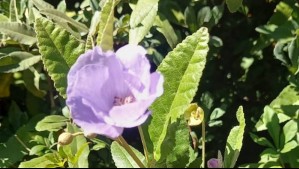 'Un patrimonio biológico único': Inician plan para rescatar a una planta en peligro crítico en La Araucanía