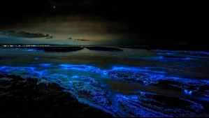 ¿Qué es la bioluminiscencia? El fenómeno natural que iluminó el balneario de Morrillos y la playa de Guanaqueros