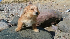 Dos días con rachas de hasta 60 km/h: Meteorología emite aviso por viento moderado en estos sectores de Ñuble y Biobío