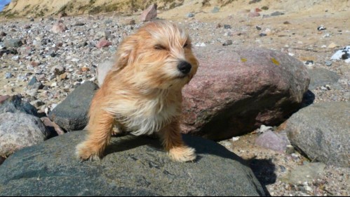 Dos días con rachas de hasta 60 km/h: Meteorología emite aviso por viento moderado en estos sectores de Ñuble y Biobío
