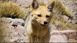 'Nuevo comienzo en la naturaleza': Liberan en la Reserva Nacional Malalcahuello a ejemplar rescatado de zorro culpeo