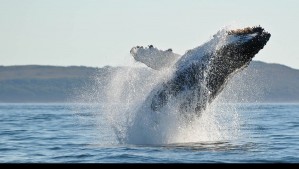 Ruta migratoria de las ballenas azules revela conexión oculta entre Chiloé y Galápagos: ¿Por qué retornan a Chile?