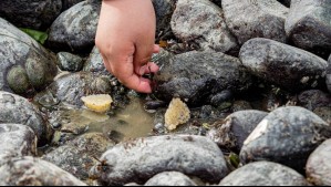 Corralitos de pirenes: La técnica ancestral de pesca indígena que protege la vida marina en la isla Apiao