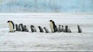 Un llamado a la conservación: Especialistas advierten las amenazas que enfrentan los pingüinos en Chile y la Antártica