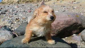 Alerta meteorológica por rachas de hasta 100 km/h: Fuertes vientos afectarán todas estas comunas hasta la noche