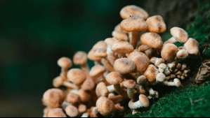 'Podrían existir solo en territorio nacional': Investigador descubre siete nuevas especies de hongos en Chile