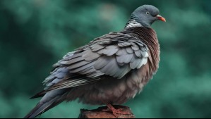 Evolución de las aves ante el cambio climático: Estos cambios han registrado las plumas como respuesta al calor