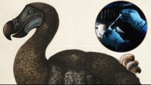La 'desextinción' del dodo: Compañía de biotecnología planea crear una nueva versión de esta especie